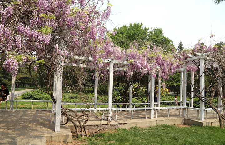 【庭院元素】花園廊架——春開花顏，夏落涼蔭