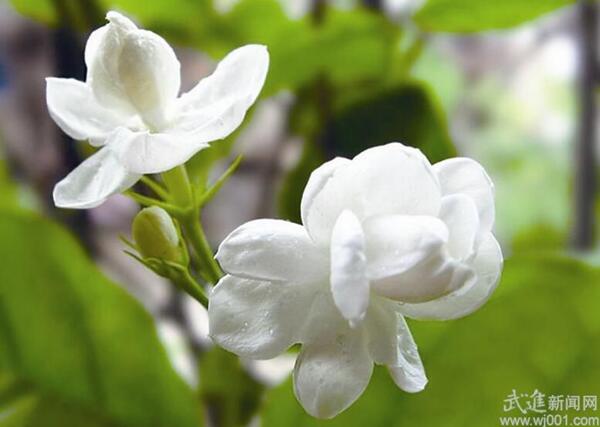 立秋后 養(yǎng)花需要注意什么？