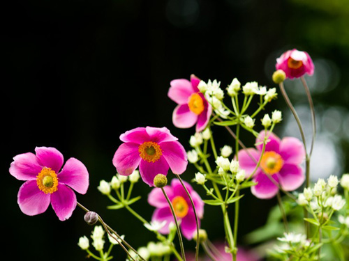 野棉花(打破碗花花、山棉花<a href=