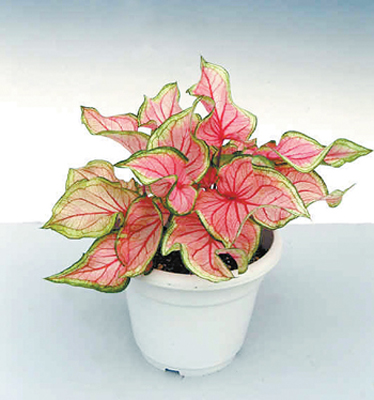 花葉芋（彩葉芋、二色芋）的介紹與養(yǎng)護(hù)要點(diǎn)