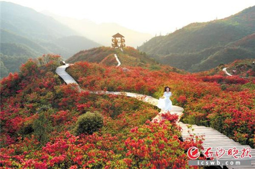 長(zhǎng)沙：億年的冰川遺跡，邂逅十萬(wàn)畝杜鵑花海