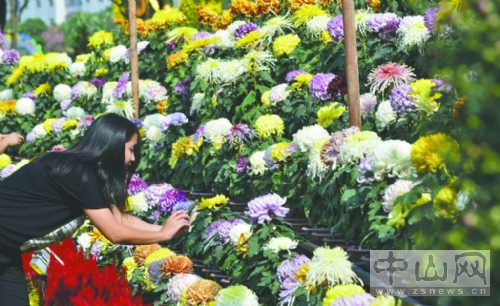 中山市小欖鎮(zhèn)菊花會(huì)今天舉行
