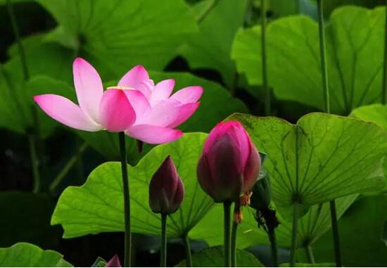 日照海濱國家森林公園荷花進(jìn)入觀賞期