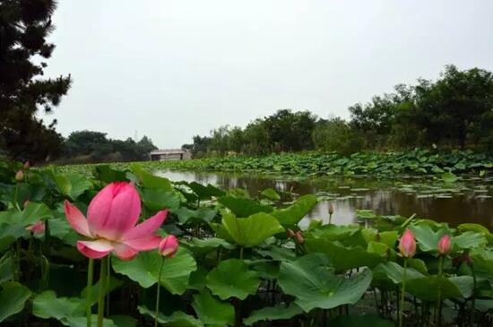 日照海濱國家森林公園荷花進(jìn)入觀賞期