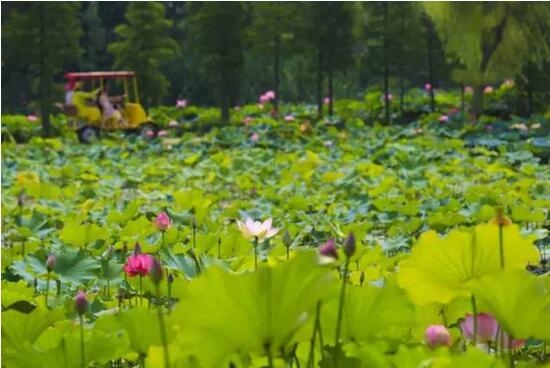 日照海濱國家森林公園荷花進(jìn)入觀<a href=