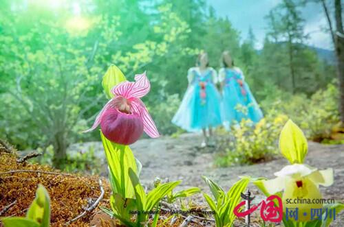 黃龍首屆高山蘭花節(jié)正式開(kāi)幕