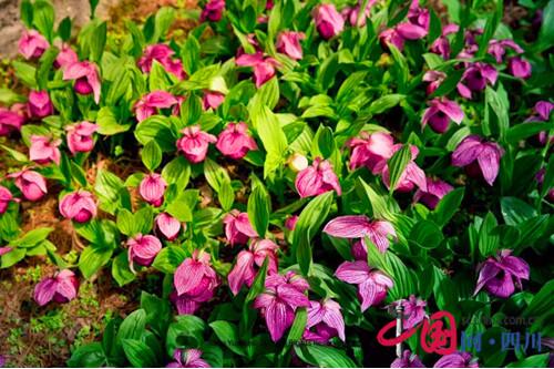 黃龍首屆高山蘭花節(jié)正式開(kāi)幕