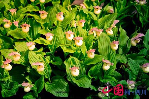 黃龍首屆高山蘭花節(jié)正式開(kāi)幕