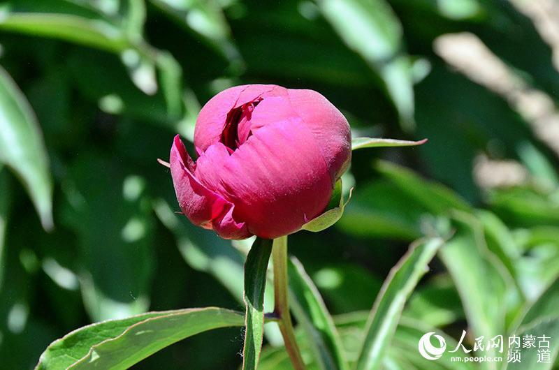 2016內(nèi)蒙古第七屆盛樂(lè)芍藥旅游節(jié)盛大開(kāi)幕
