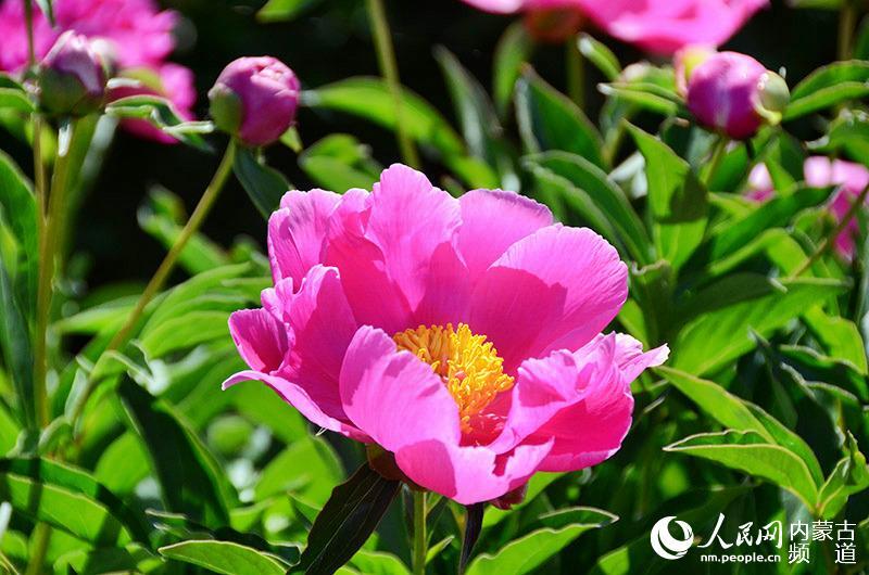 2016內(nèi)蒙古第七屆盛樂(lè)芍藥旅游節(jié)盛大開(kāi)幕