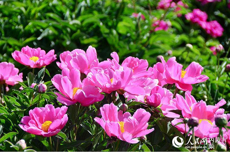 2016內(nèi)蒙古第七屆盛樂(lè)芍藥旅游節(jié)盛大開(kāi)幕