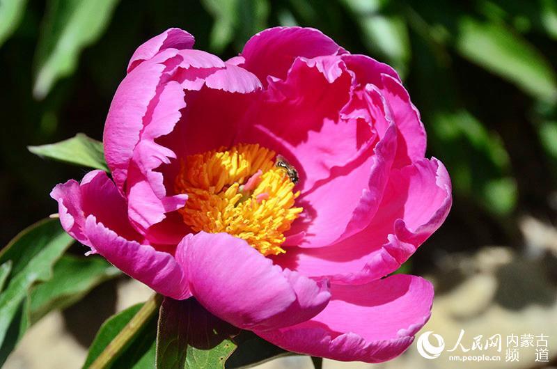 2016內(nèi)蒙古第七屆盛樂(lè)芍藥旅游節(jié)盛大開(kāi)幕