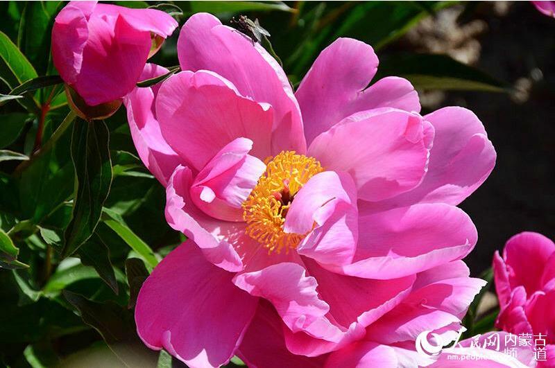 2016內(nèi)蒙古第七屆盛樂(lè)芍藥旅游節(jié)盛大開(kāi)幕
