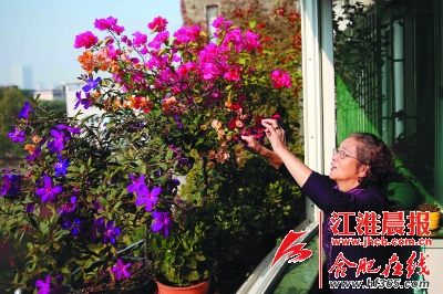 合肥蜀山區(qū)達人分享屋頂種花小竅門