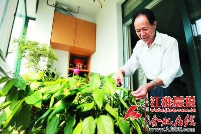 合肥蜀山區(qū)達人分享屋頂種花小竅門