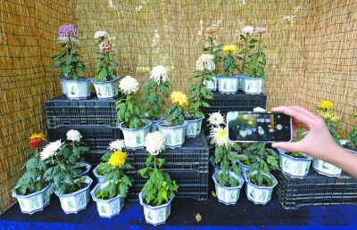 湖北：武漢植物園催開(kāi)4000多盆菊花迎國(guó)慶